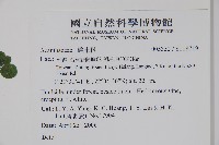 匍匐半插花藏品圖，第2張