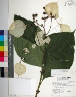 大葉玉葉金花藏品圖，第1張