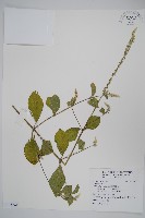 登錄號:S118721藏品圖，第1張