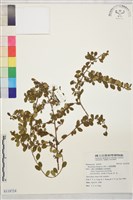 小葉黃鱔藤藏品圖，第1張