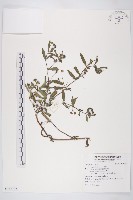 鱧腸藏品圖，第1張