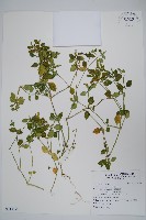 爵床藏品圖，第1張