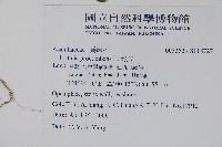 爵床藏品圖，第2張