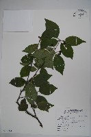 草野氏冬青藏品圖，第1張