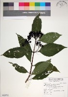 玉葉金花藏品圖，第1張