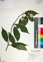 玉葉金花藏品圖，第1張