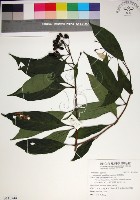 玉葉金花藏品圖，第1張