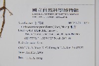 針刺草藏品圖，第2張