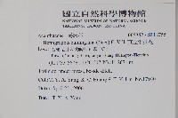 直立半插花藏品圖，第2張