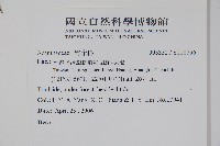 卵葉鱗球花藏品圖，第2張