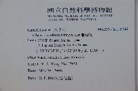 珊瑚樹藏品圖，第2張