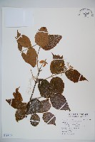 呂宋莢迷藏品圖，第1張