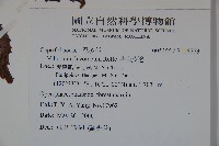 呂宋莢迷藏品圖，第2張