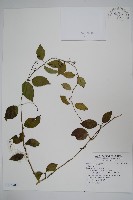 登錄號:S118783藏品圖，第1張