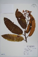 登錄號:S118784藏品圖，第1張