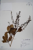 登錄號:S118785藏品圖，第1張