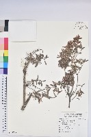 登錄號:S118789藏品圖，第1張