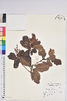 登錄號:S118791藏品圖，第1張