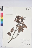 登錄號:S118798藏品圖，第1張