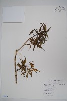 登錄號:S118801藏品圖，第1張