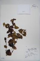 登錄號:S118803藏品圖，第1張