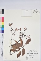 珍珠花、長尾葉越橘藏品圖，第1張