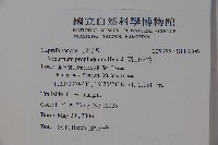 高山莢迷藏品圖，第2張