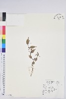 登錄號:S118807藏品圖，第1張