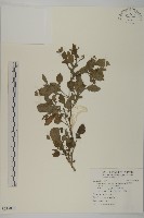 茯苓菜藏品圖，第1張