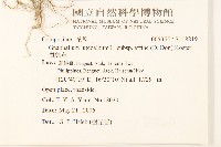 鼠麴草藏品圖，第2張