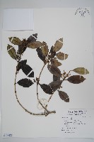 登錄號:S118821藏品圖，第1張