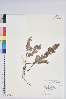 登錄號:S118825藏品圖，第1張