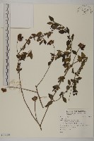 登錄號:S118828藏品圖，第1張