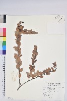 登錄號:S118834藏品圖，第1張