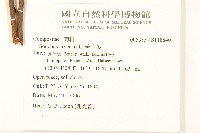 苦苣菜藏品圖，第2張