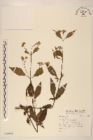 登錄號:S118853藏品圖，第1張