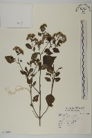 登錄號:S118854藏品圖，第1張