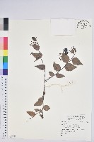 登錄號:S118858藏品圖，第1張