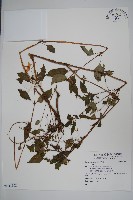 登錄號:S118862藏品圖，第1張