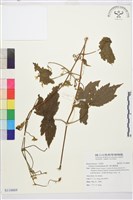 銹毛鐵線蓮藏品圖，第1張