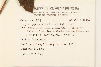 黃花三七草藏品圖，第2張