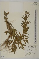 登錄號:S118884藏品圖，第1張