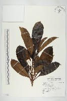 登錄號:S118891藏品圖，第1張