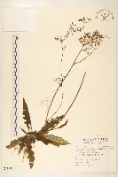 刀傷草藏品圖，第1張