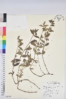 飛揚草藏品圖，第1張