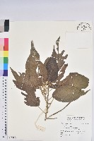 登錄號:S118896藏品圖，第1張