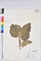 登錄號:S118901藏品圖，第1張