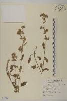 生毛將軍藏品圖，第1張