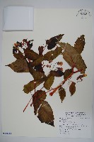 登錄號:S118925藏品圖，第1張