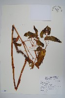 登錄號:S118926藏品圖，第1張